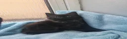 Mixed Breed cats for sale: Beautiful FLUFFY kittens VIDEOS - Advert 22