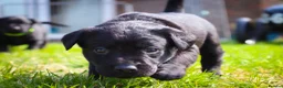 Labrador Retriever dogs for sale: KC Labrador - Traditional working  - Advert 5