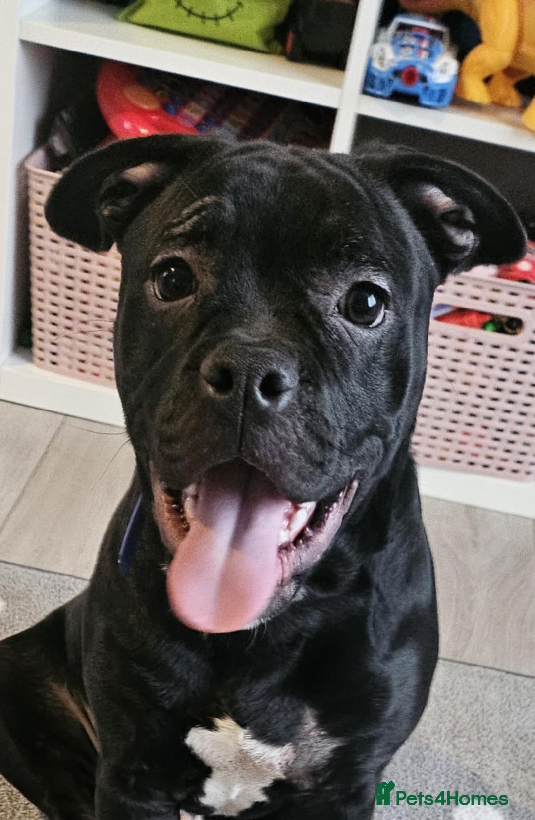 Mixed Breed dogs for sale: Wonderful dog for sale - Advert 1