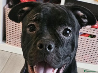 Mixed Breed dogs Wonderful dog for sale - Advert 1