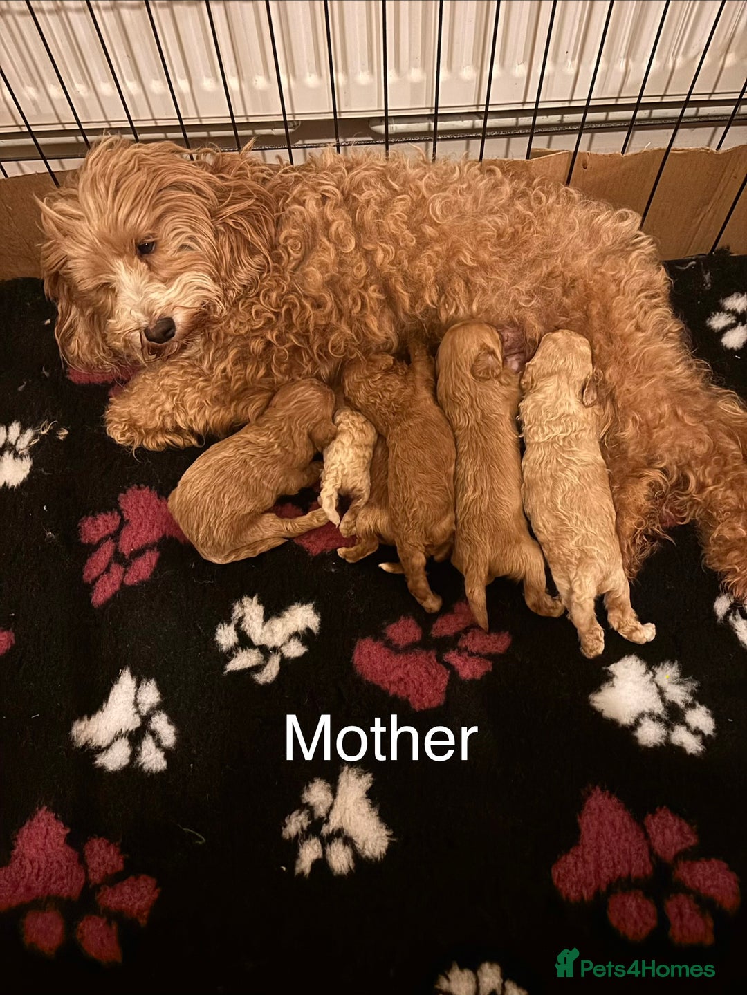 Cavapoo dogs for sale: X5 Beautiful F1b Cavapoo puppies remaining  - Advert 7