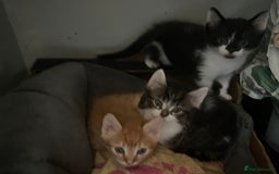 Domestic Shorthair cats for sale: Fluffy kittens - Image 7