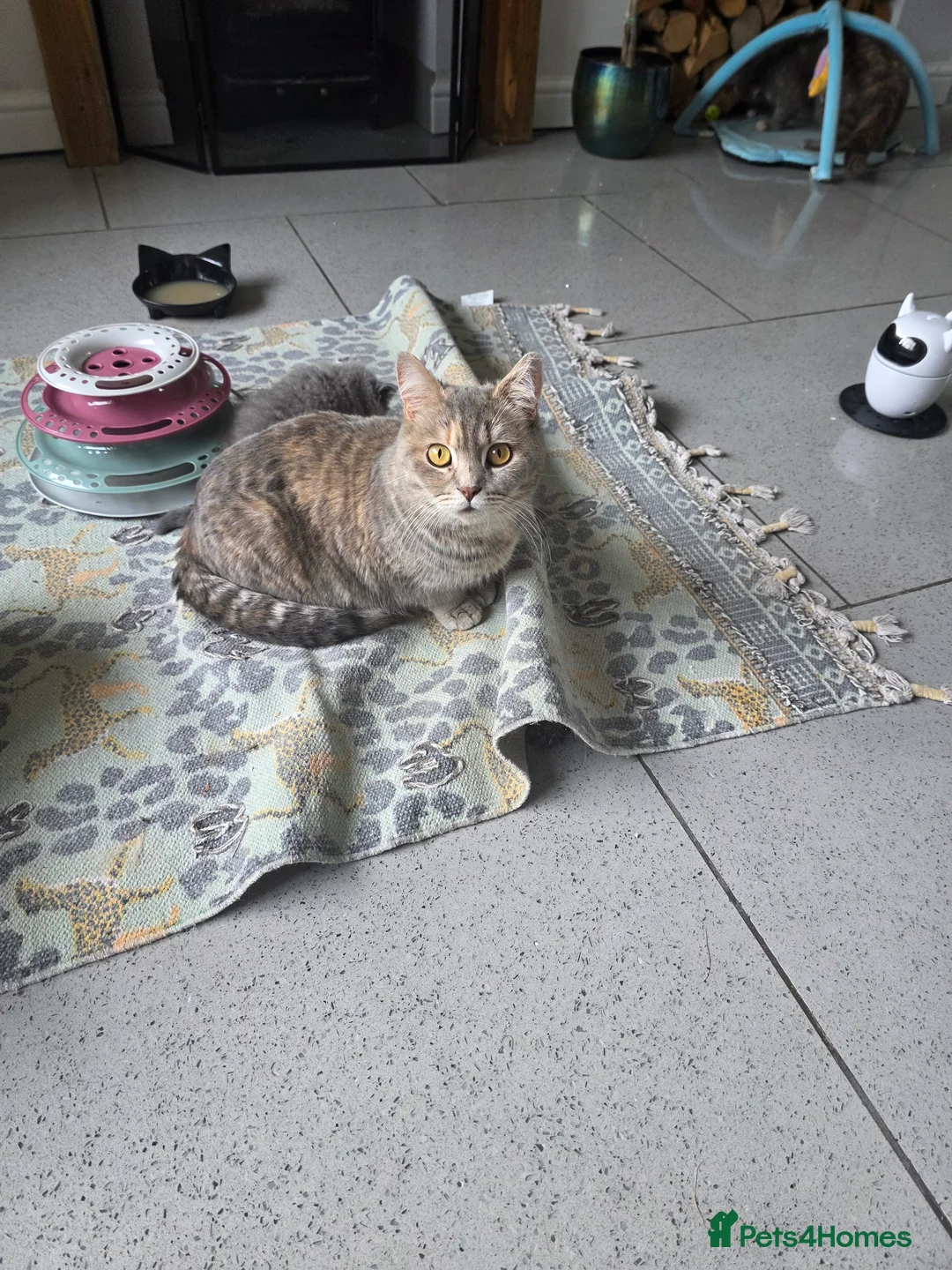 British Shorthair cats for sale: Last little boy ready to reserve  - Advert 2