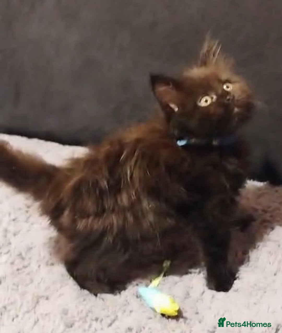 Maine Coon cats for sale: Adorable Maine Coon kittens in Manchester  - Advert 11