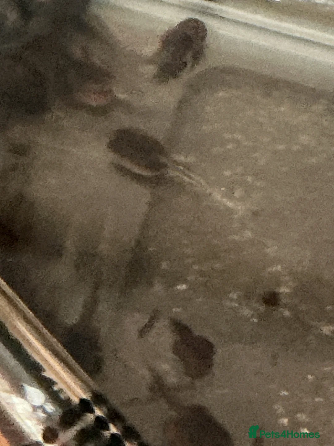 Frog reptiles for sale: A azon Milk Frog Tagpoles in Kettering - Advert 1