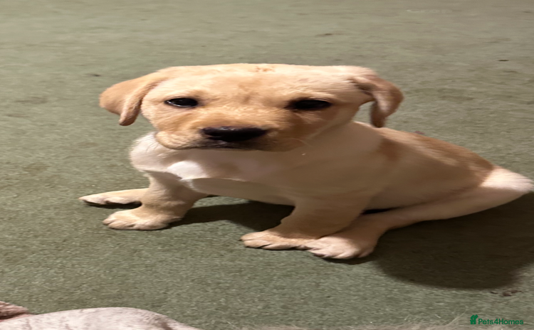 Labrador Retriever dogs - Advert 3
