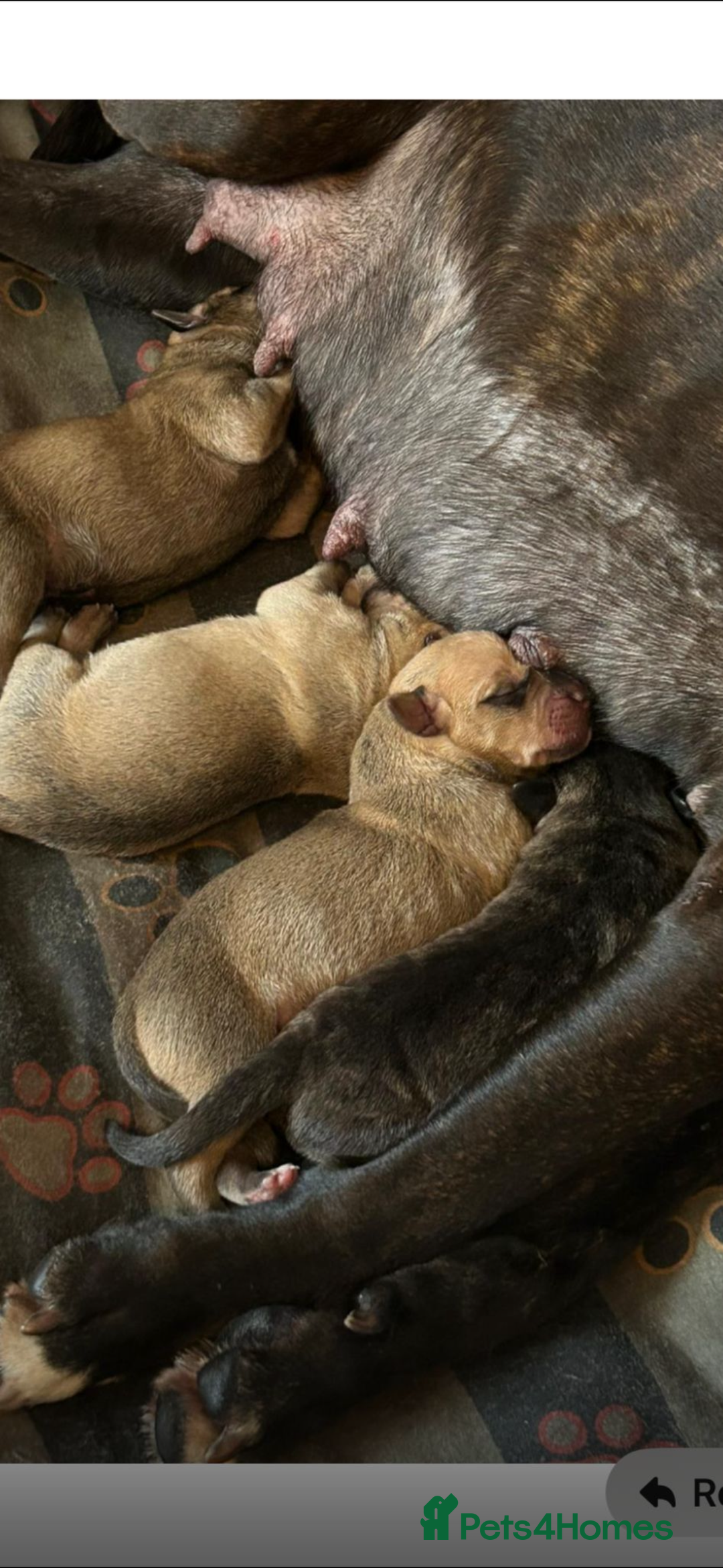 Mixed Breed dogs for sale: Puppies ready in 4 to 5 weeks  - Advert 5