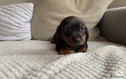 Dachshund dogs for sale: 🌈🌈rainbow litter 🌈🌈 - Image 1