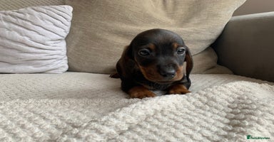 Dachshund dogs - Advert 4