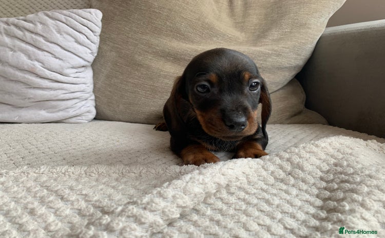 Dachshund dogs - Advert 3