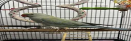 Ringnecks birds for sale: Indian Ringneck for sale in Bolton - Advert 1