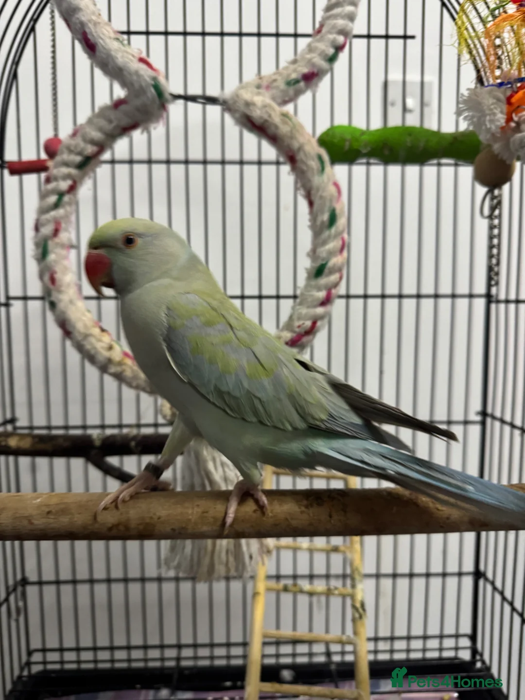 Ringnecks birds for sale: Indian Ringneck for sale in Bolton - Advert 1