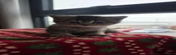 Scottish Fold cats for sale: Scottish Fold Kittens  - Advert 16