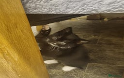 British Longhair cats for sale: 3 beautiful kittens  - Advert 2