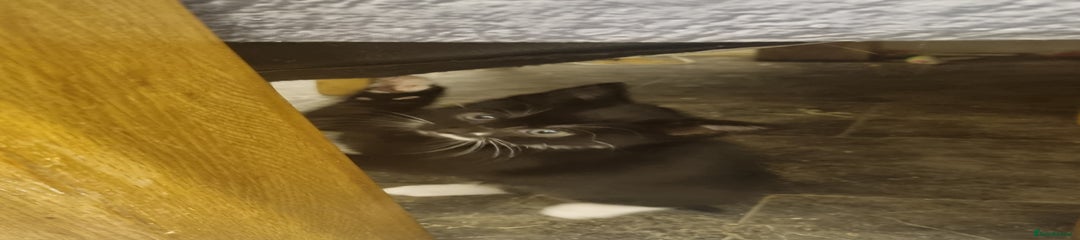 British Longhair Kitten 2