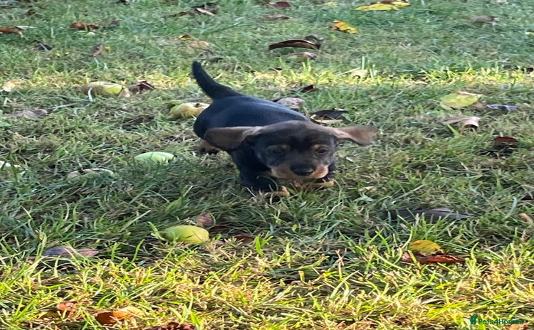 Dachshund dogs - Advert 3