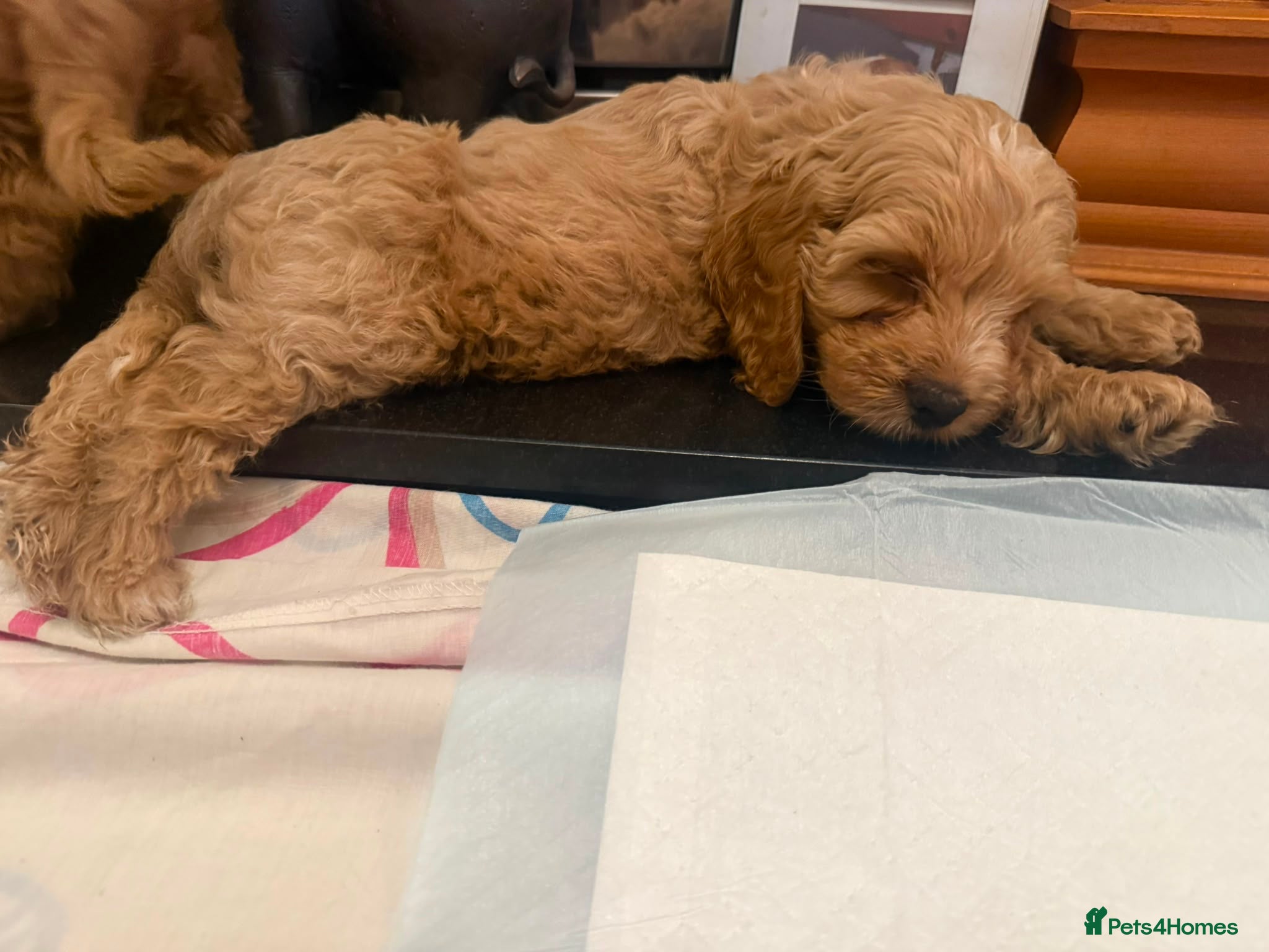 Cockapoo dogs Stunning F1 Cockapoo puppies  - Advert 18