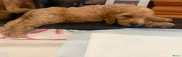 Cockapoo dogs for sale: READY NOW !! Stunning F1 female Cockapoo puppy  - Advert 2