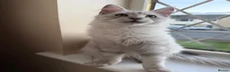 Maine Coon cats for sale: Majestic Maine coon Kittens - Advert 1