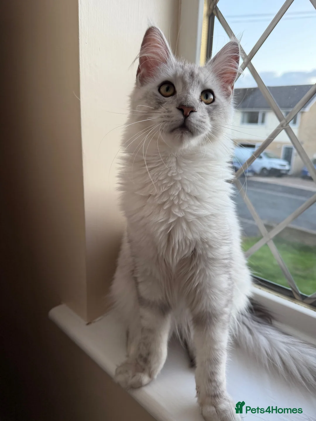 Maine Coon cats for sale: Majestic Maine coon Kittens - Advert 1