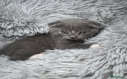 Scottish Fold cats for sale: Scottish fold + British shorthair  - Image 3