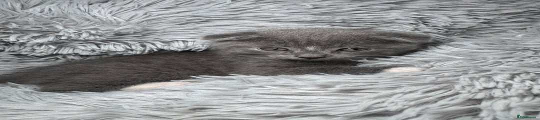 Scottish Fold Kitten 1