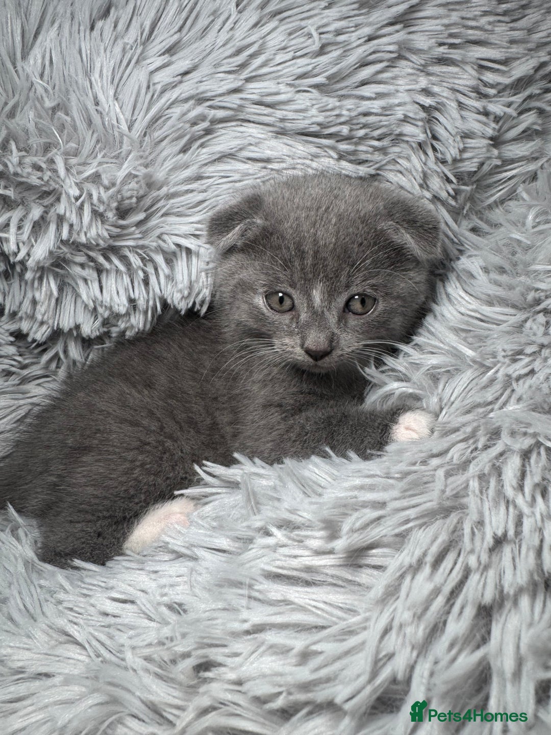 Scottish Fold cats for sale: Scottish fold + British shorthair  - Image 3