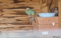 Parakeets birds for sale: Male kakariki - Image 2