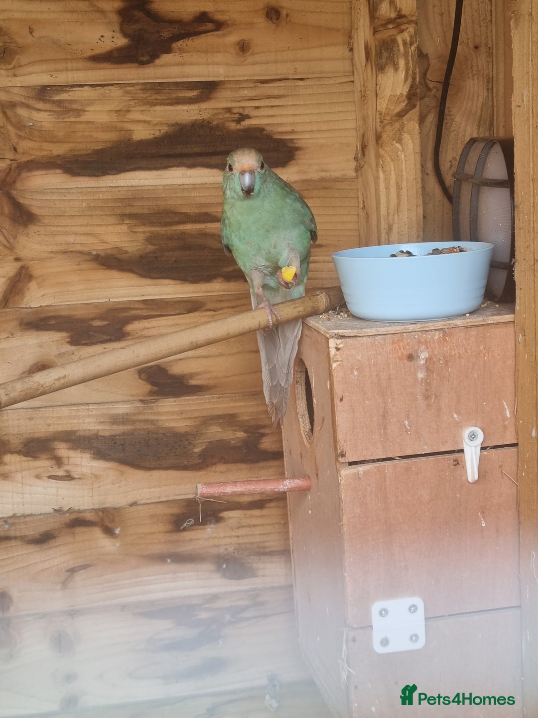 Parakeets birds for sale: Male kakariki - Image 2