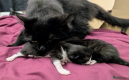 Mixed Breed cats for sale: Black and White Tuxedo kittens - Image 1