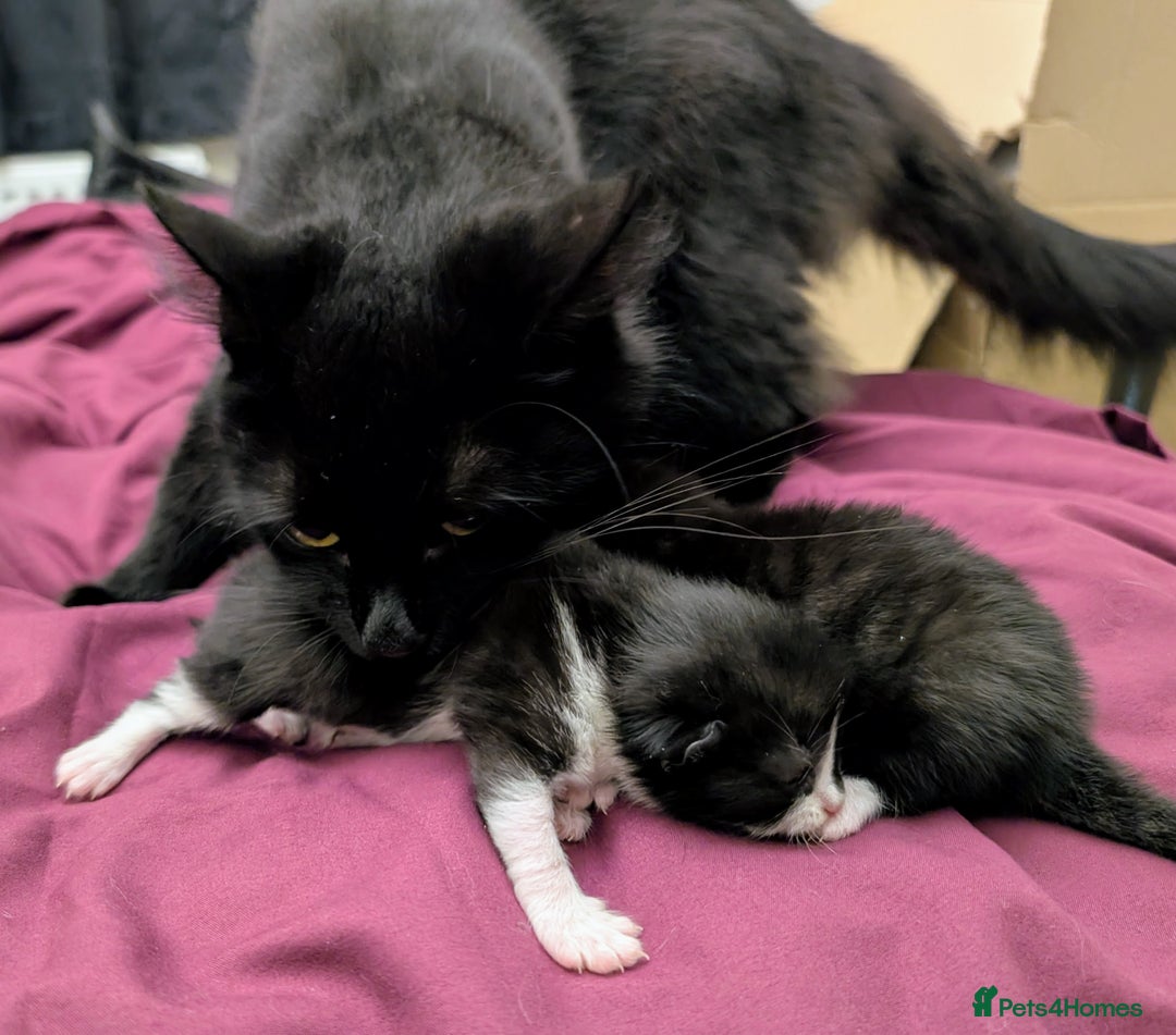 Mixed Breed cats for sale: Black and White Tuxedo kittens - Image 1
