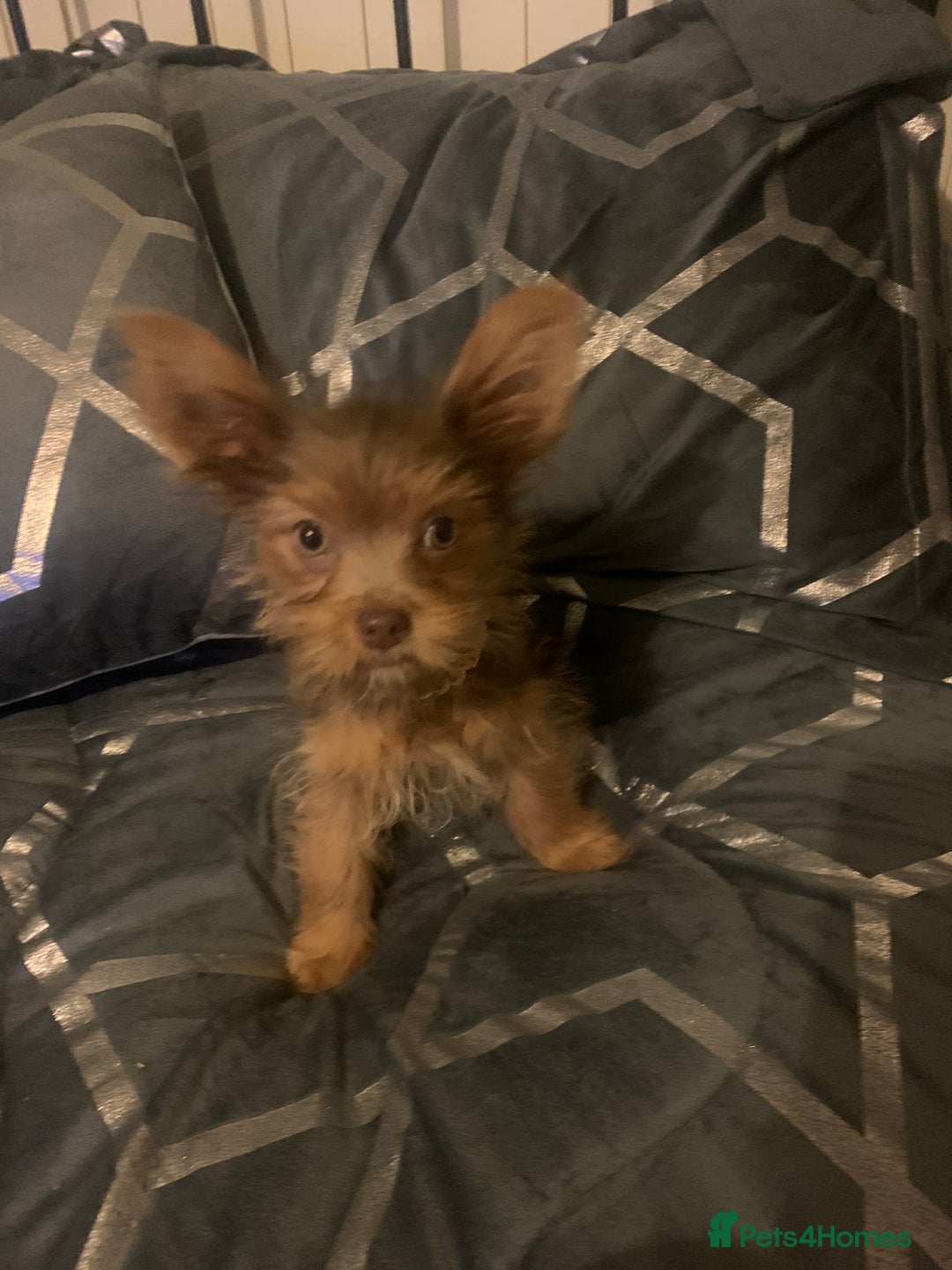 Chorkie dogs for sale: One male puppy left - Advert 9