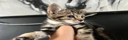 Mixed Breed cats for sale: Fluffy Kittens for sale - Advert 10