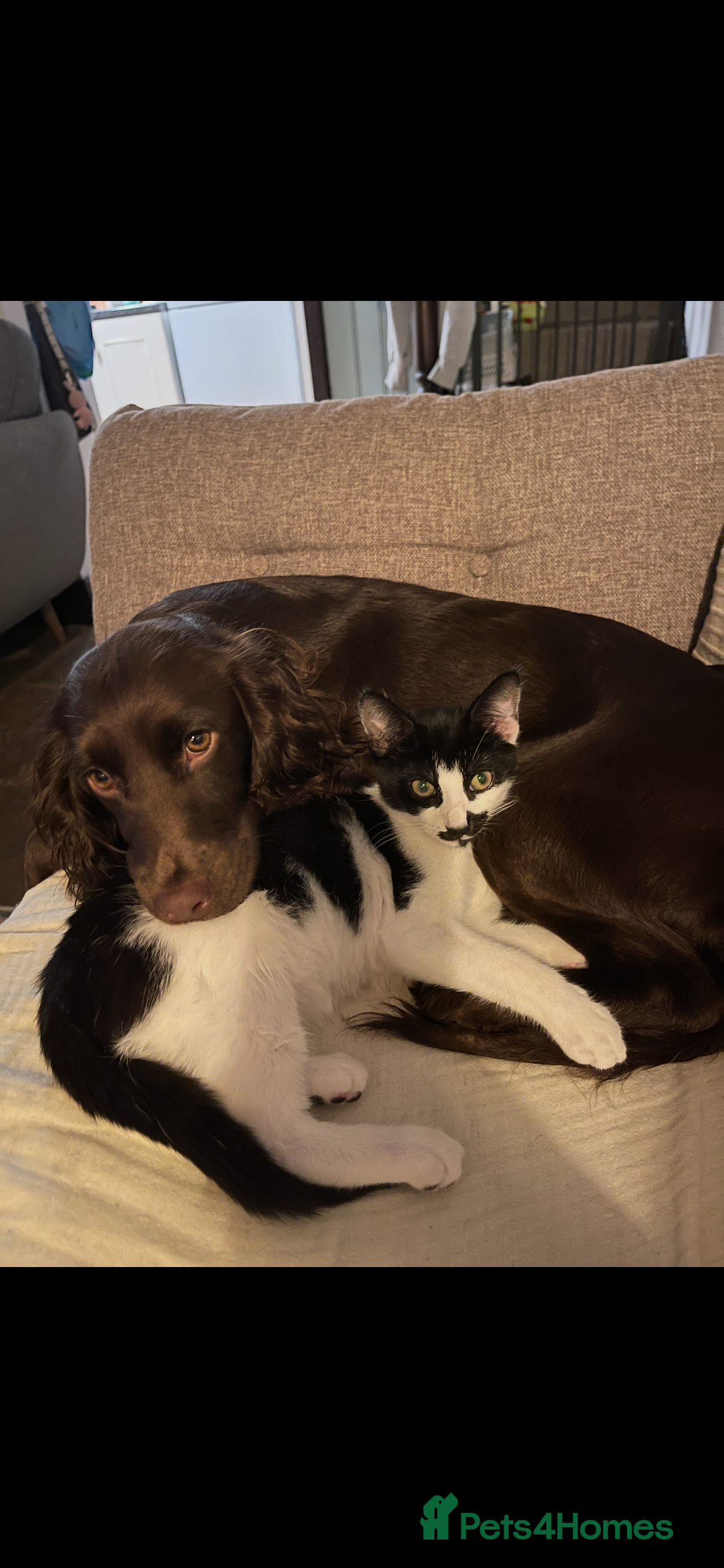 Domestic Shorthair cats 5 Month Kitten - Advert 2