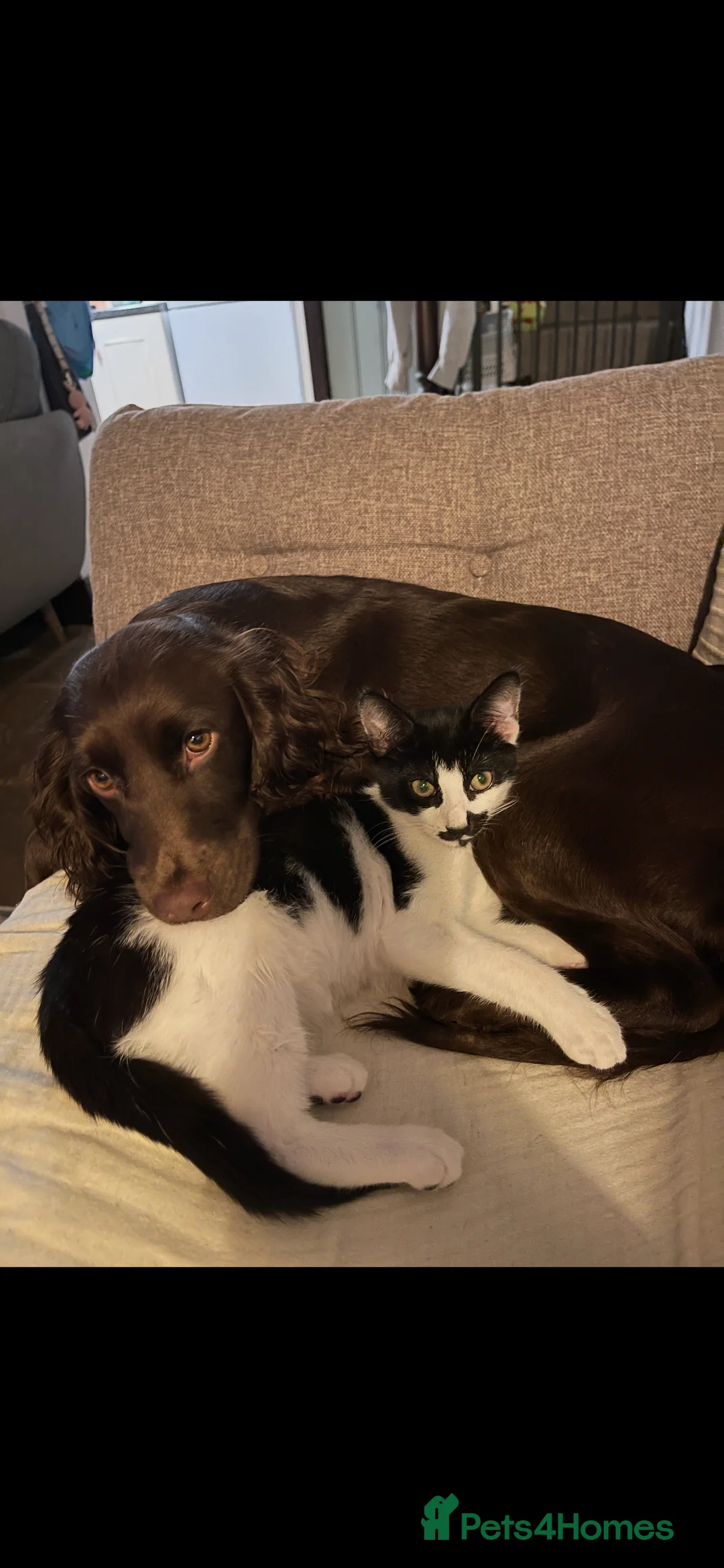 Domestic Shorthair cats for sale: 5 Month Kitten - Advert 1