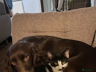 Domestic Shorthair cats 5 Month Kitten - Advert 2