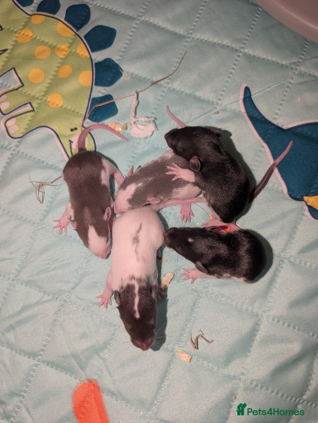 Rat rodents for sale: Waiting list for baby rats  - Image 7