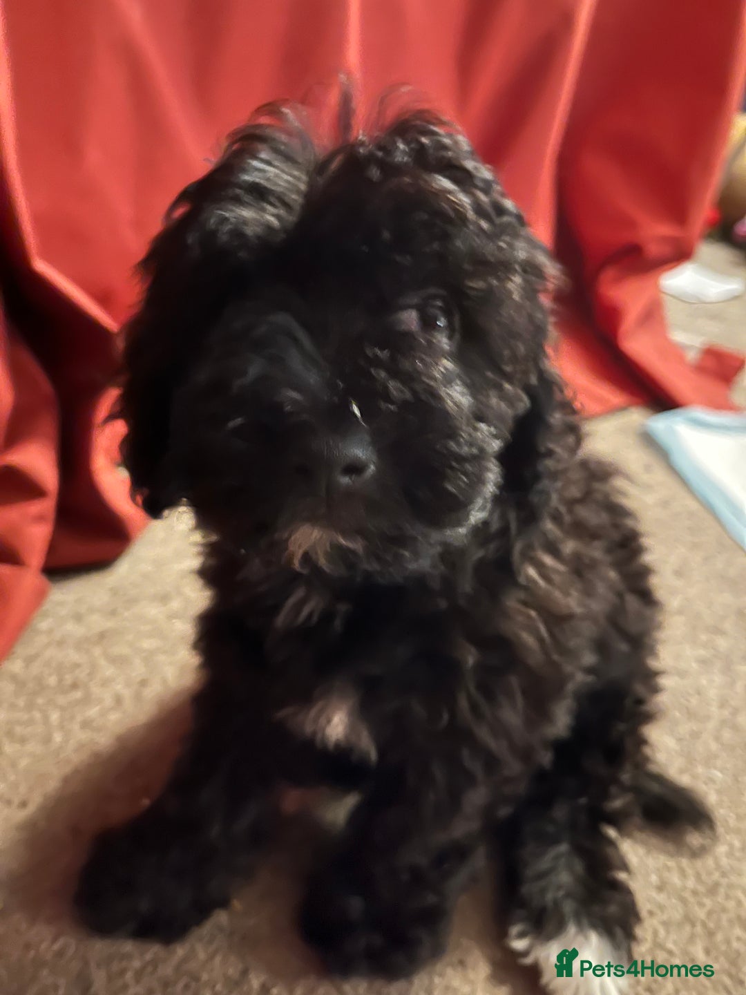 Cockapoo dogs for sale: Cockapoo puppy  - Advert 1