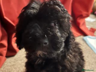 Cockapoo dogs Cockapoo puppy - Advert 5