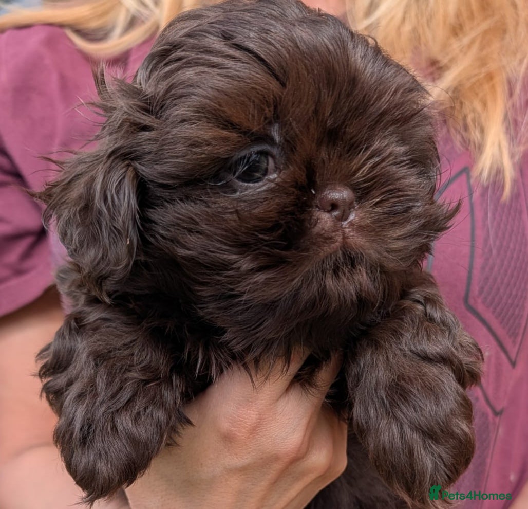 Shih Tzu dogs Imperial Shih-tzu Ready to leave  - Advert 2