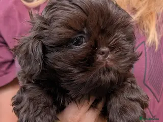 Shih Tzu dogs Imperial Shih-tzu Ready to leave - Advert 2