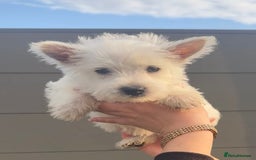 West Highland Terrier dogs for sale: West Highland Terrier pups Dad show lines - Image 12