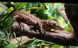 Gecko reptiles for sale: Stunning male red striped morph gargoyle gecko  - Image 1