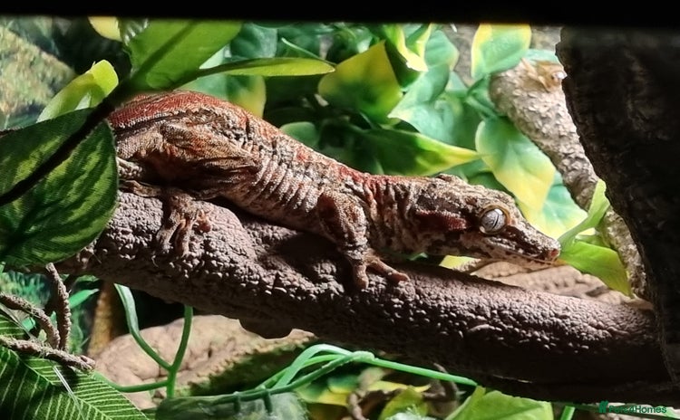 Gecko reptiles - Advert 14