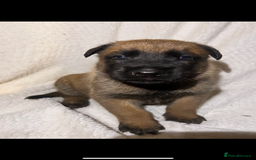 Belgian Shepherd Dog dogs for sale: Belgian Malinois puppies  - Image 6