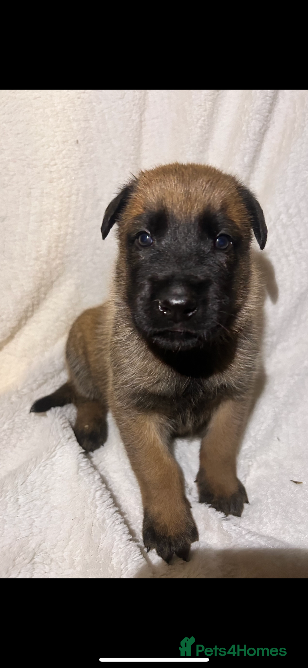 Belgian Shepherd Dog dogs for sale: Belgian Malinois puppies  - Image 6