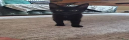 Mixed Breed cats for sale: We have 2 beautiful boys for a new home.  - Advert 2