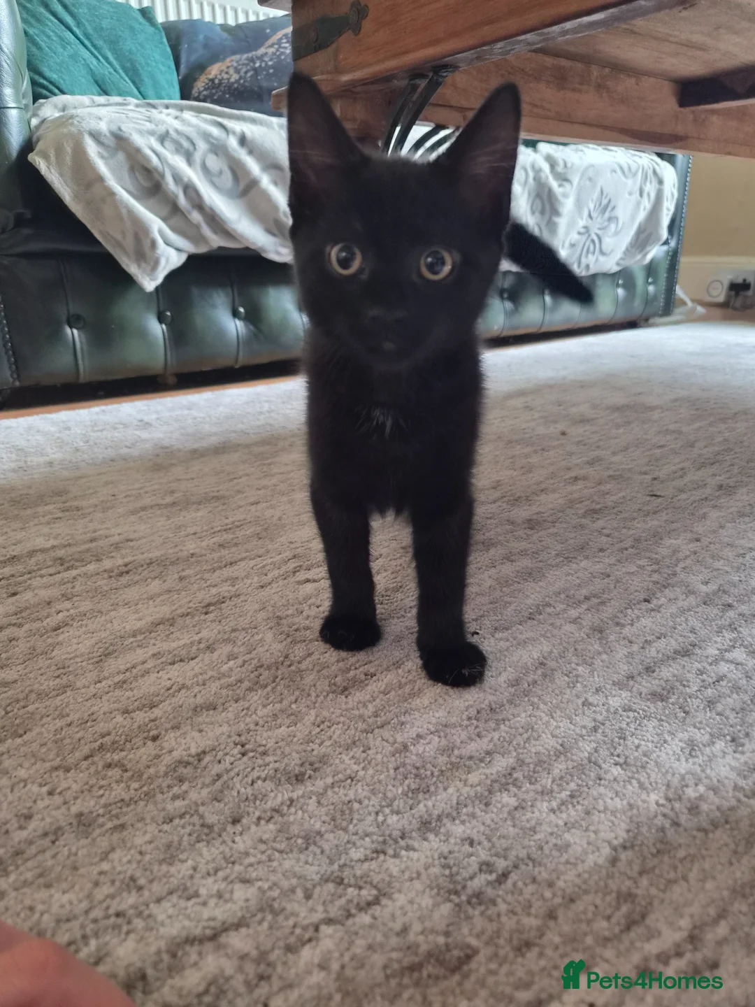 Mixed Breed cats for sale: We have 2 beautiful boys for a new home.  - Advert 2