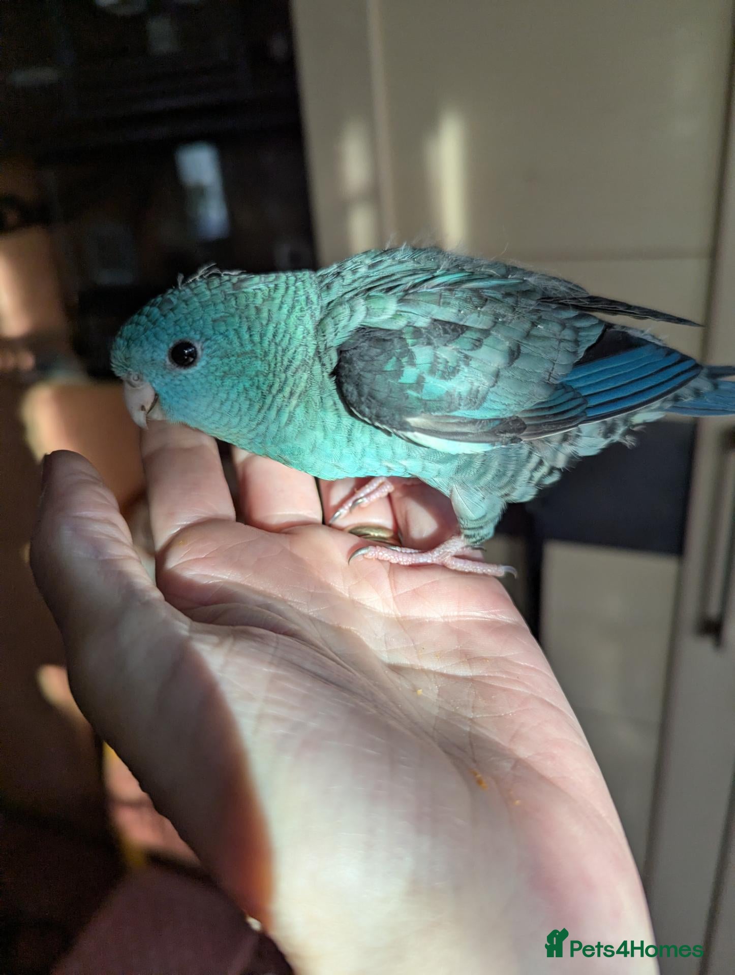 Parakeets birds Hand reared Lineolated Parakeet  - Advert 7