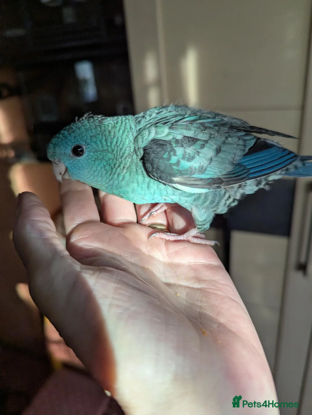 Parakeets birds for sale: Hand reared Lineolated Parakeet  - Advert 1